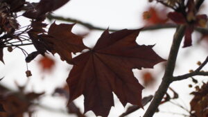 les feuilles mortes évoquent l'écriture d'un deuil
